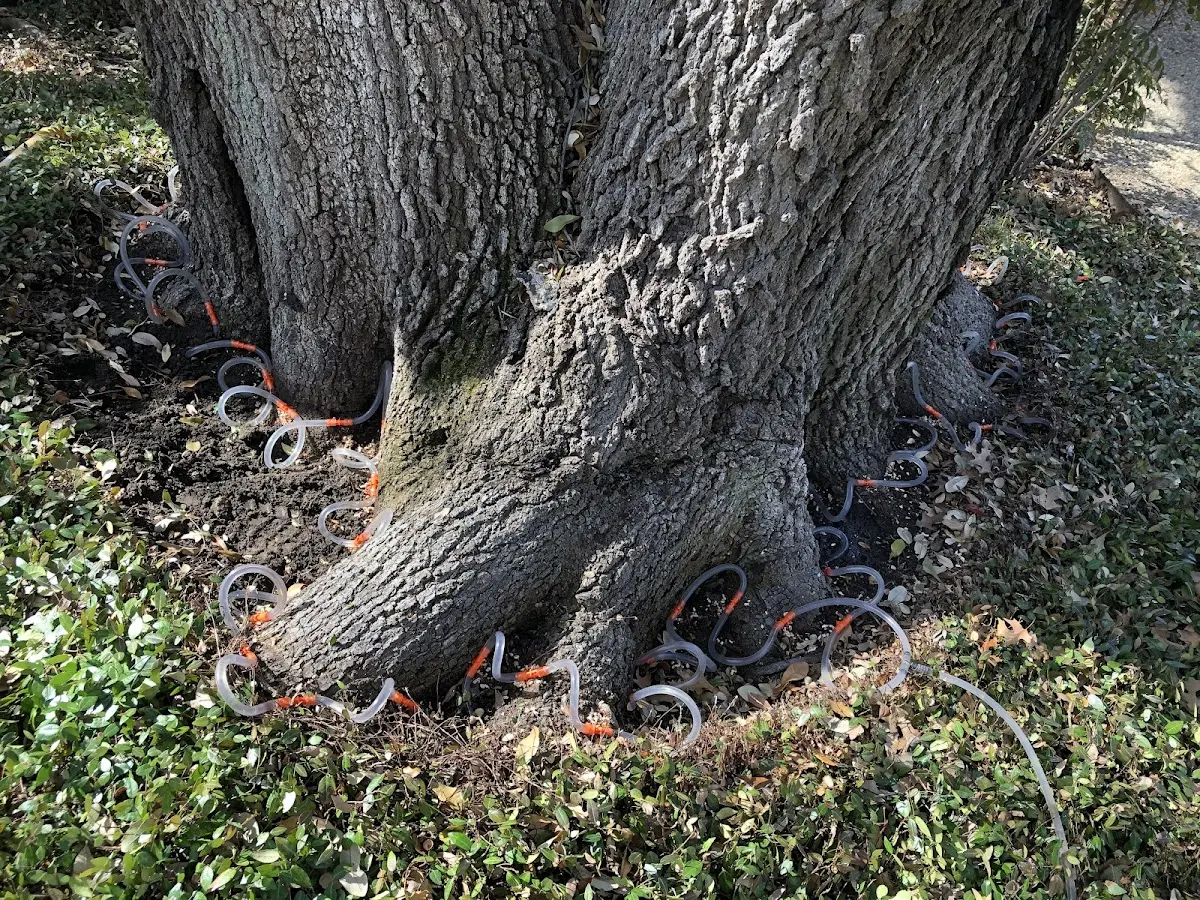 Detailed Tree Cabling and Bracing job site in Cerro