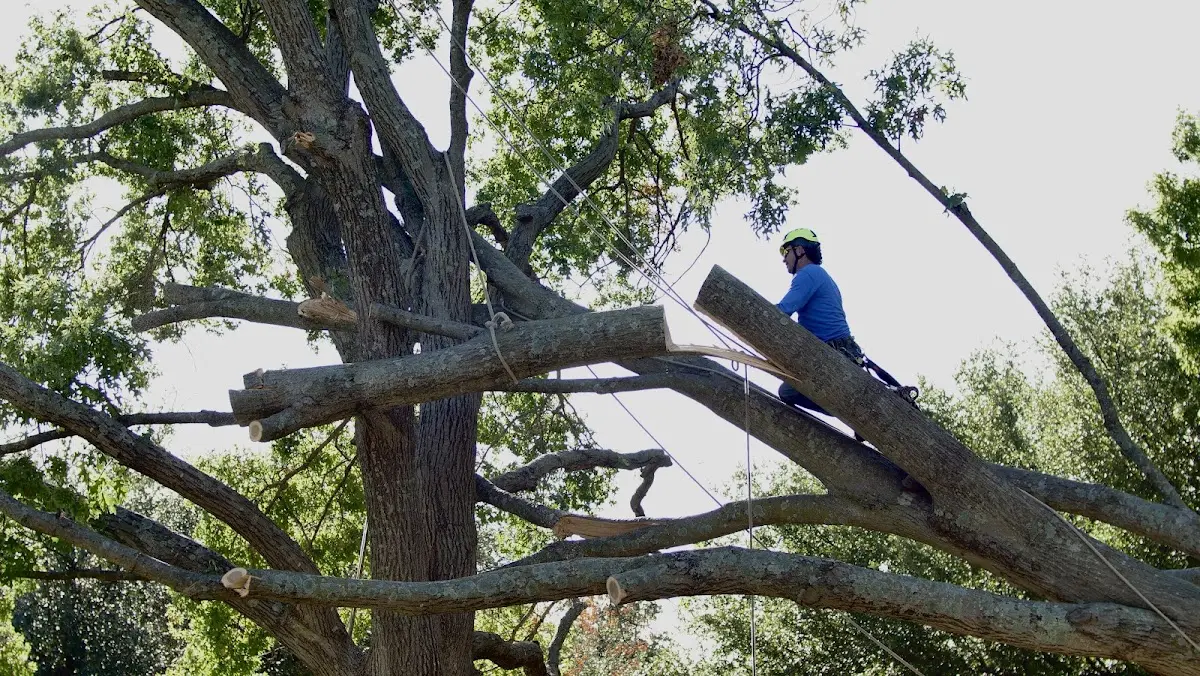 Professional Crown Thinning performed by certified arborists in Cerro
