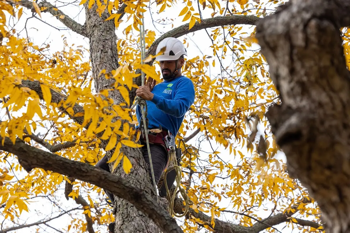 Skilled Tree Trimming crew working in Cerro